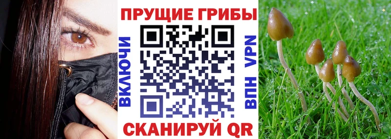 Купить закладки  Цимлянск  Псилоцибиновые грибы мицелий 